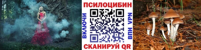 Псилоцибиновые грибы Cubensis  Дальнегорск 